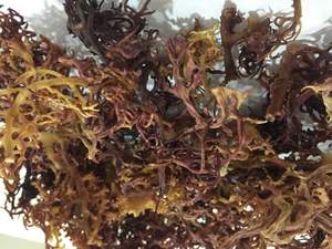 ผู้ผลิตมอสทะเลแห้งคุณภาพพรีเมียมจากเวียดนาม มอสไอริชธรรมชาติ จำหน่ายส่งออกจากโรงงานโดยตรง - Product Image 5