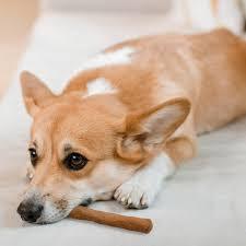 Juguete Ecológico para Perros de Madera de Café, Duradero y Natural, para el Cuidado Bucal de Cachorros - Product Image 1