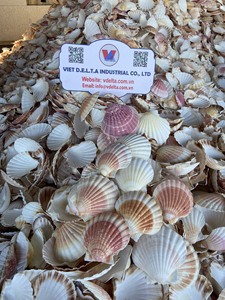 Coquillages naturels écologiques du Vietnam |   Coquillages décoratifs pour l'artisanat, la décoration intérieure, les loisirs créatifs et la vente en gros - Product Image 1
