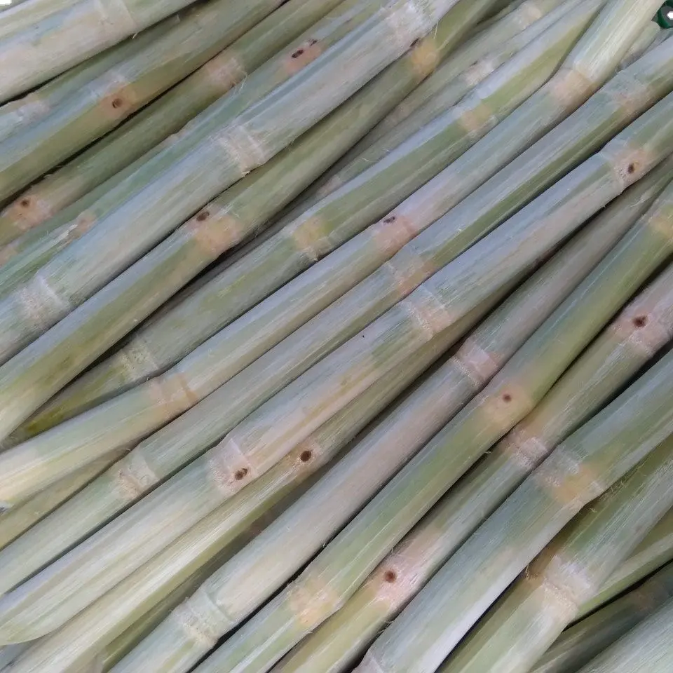농산물 도매 냉동 녹색 설탕 지팡이 껍질을 벗긴 고품질 원시 사탕 지팡이 스틱 신선한 판매
