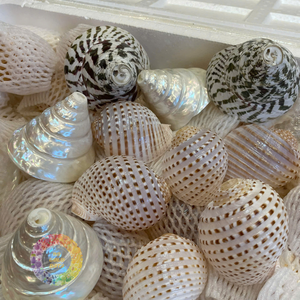 Meilleur Prix Coquillages Turbo Burgess Écologiques et Élégants, Artisanat Naturel du Vietnam, Technique de Polissage des Coquillages, Style Animalier, Idéal pour les Fêtes - Product Image 5
