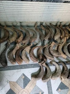Cuernos de Shofar de Oveja 2026 de Gran Venta, Acabado Natural, Cuerno de Carnero Pulido de Alta Calidad, Shofar Religioso a Precios Económicos FAIZA CRAFT - Product Image 3
