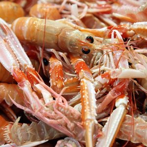 Meilleur choix pour l'alimentation animale à haute teneur en protéines | Poudre de coquille de crevette/coquille de crevette sèche - Product Image 5