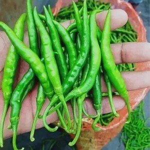 <b>Fresh</b> Green Chillies Top Grade Export Quality Natural Spicy Flavor Farm <b>Fresh</b> <b>Vegetable</b> Kitchen Essential Best Selling Low - Product Image 1