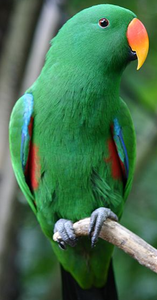 Premium NMF (PVT) LTD Eclectus Parrots Live Birds for Aviculture Breeding <b>Aviaries</b> Ornamental Bird Supply South Africa Long - Product Image 1