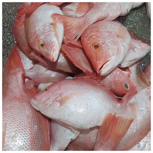 Poisson de bar rouge surgelé naturellement savoureux, à la chair ferme et d'une qualité supérieure, idéal pour la restauration professionnelle - Product Image 6