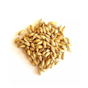 Alimento para Animales de Cebada de Buena Calidad al Por Mayor a Precio de Fábrica, Semillas de Cebada - Product Image 1