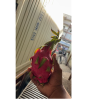 Premium Ocean Link Exim Grade Dragon Fruit Voedingsrijke Tropische Fruit voor Foodservice, Retail, Groothandel en Wereldwijde Exportmarkten