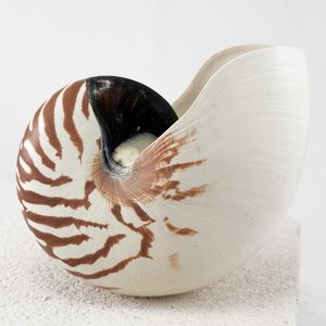 Conchas de nautilus grandes a precio económico, conchas naturales del océano y la playa al por mayor para decoración. - Product Image 4