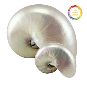 Conchas de Nautilus Premium con Cámaras para Decoración Interior de Lujo y Exhibición Artística, Venta al Por Mayor de Alta Calidad - Product Image 2