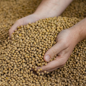 Soja Premium al por Mayor, Soja Amarilla No Transgénica para la Industria Alimentaria de Tofu y Leche de Soja, y Suministro para Exportación a Granel - Product Image 6