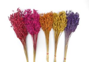 Flores Secas Naturales de Cosmos para Decoración y Arreglos Florales - Product Image 2