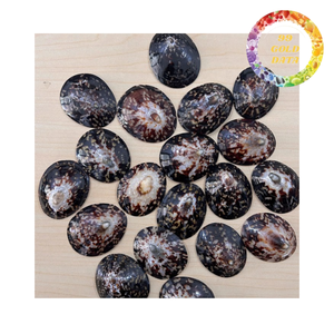 Natural limpet shell for decoration crafts and home design high quality sea shell bulk supply Vietnam - Product Image 3