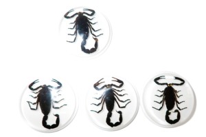 Cabujón de Plástico con Espécimen Real de Escorpión Negro, Redondo, 38.5x38.5 mm, Base Plana Blanca para Manualidades y Joyería - Product Image 1