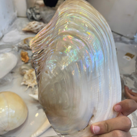 Grande coquille flexible en provenance du Vietnam pour des événements portables et des services de restauration 99 Gold Data Co