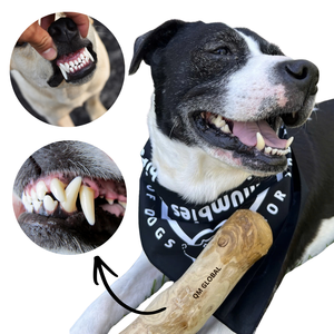 Bâton à mâcher pour chien en bois de café QM GLOBAL, non toxique, écologique, durable et sûr, jouet pour chien de taille moyenne et grande - Product Image 6