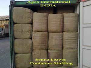 Vainas de Senna Secas, Corte en T, Producto Agrícola Natural - Product Image 2