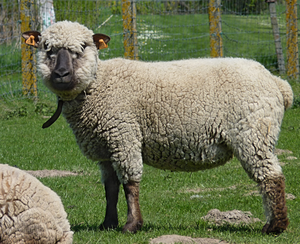 NMF (PVT) LTD Fournisseur en gros de moutons de Hampshire de qualité supérieure en Afrique du Sud, longue durée de conservation, livraison en 7 à 14 jours, moutons agricoles - Product Image 1