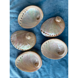 Coquille d'ormeau naturelle premium écologique et irisée pour la fumigation, la combustion d'encens et la présentation décorative - Product Image 2