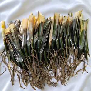 Cuchara para zapatos premium hecha a mano de cuerno de vaca y buey de 16 pulgadas con mango largo y correa de cuero auténtico para facilitar el calzado al mejor precio - Product Image 1