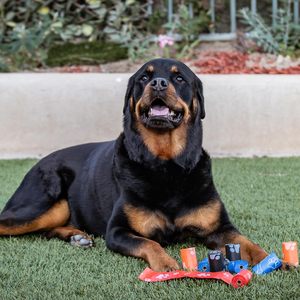 Meilleurs sacs à déjections canines pour l'élimination des déchets, rouleau de sacs pour chiens - Product Image 2
