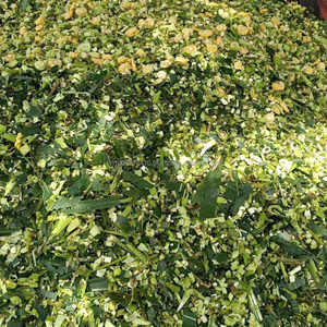Ensilaje de Maíz Premium, Forraje Fermentado para Ganado Rumiantes, Marca Kim Minh International, 70% de Humedad Máxima, de Vietnam - Product Image 1