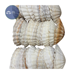 [MEJOR VENTA] |   Conchas Pequeñas de Cangrejo Ermitaño, Color Amarillo, Blanco, Verde y Plateado, Decoración para el Hogar y la Habitación, Suministros al por Mayor, Vietnam - Product Image 1