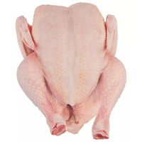 Poulet entier congelé de qualité supérieure, grade A, halal, caféiné, en vrac, le plus vendu, premium