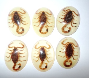 Golden Scorpion Real Specimen Plastic Cabochon Modern Oval 30x40 mm Glow Flat Bottom for Crafts and Jewelry Making - Product Image 6