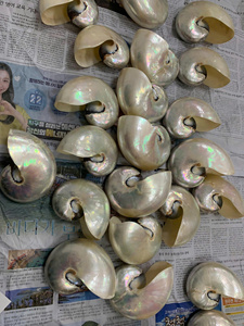 <b>Large</b> Size Natural Seashells for Resort and Beach Theme Display - Product Image 2