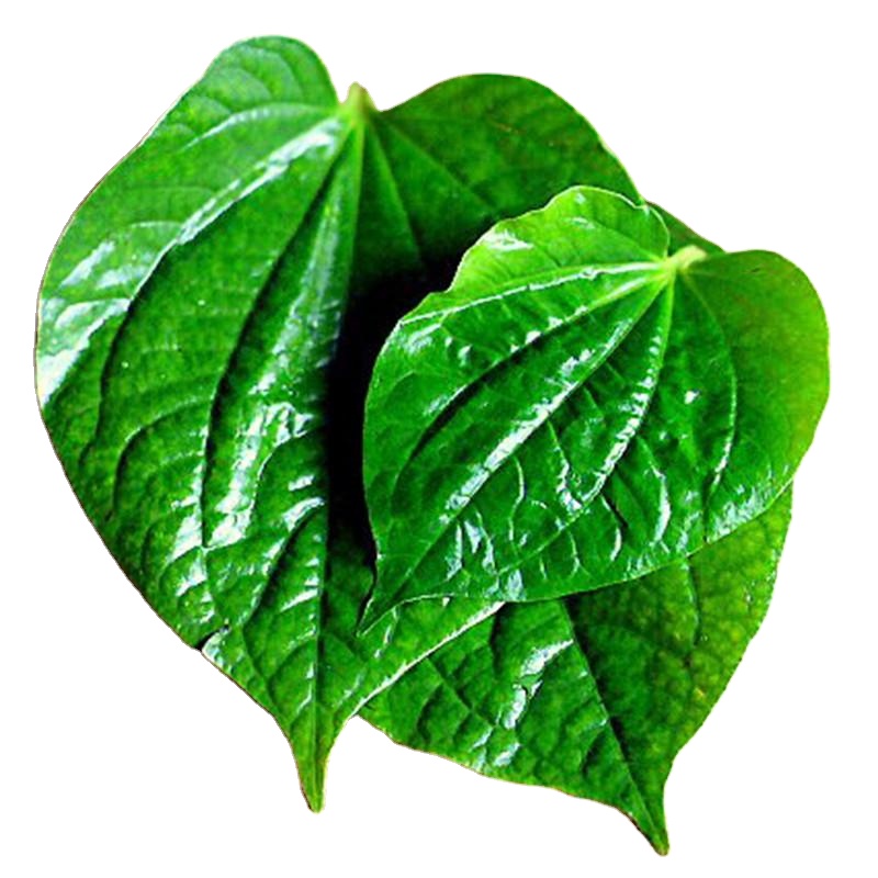 FRISCHE BETEL VERLÄSST EXPORT IN BULK - TERESA 84971482716