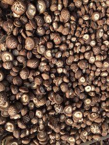 เห็ดแห้งคุณภาพสูงจากเวียดนาม ราคาถูก เห็ดชิตาเกะแห้งแบบขายส่ง - Product Image 3