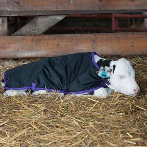 Manta Acolchada para Cabras de Calidad Premium, 900 Denier, Relleno de Poliéster, Hebilla de Liberación Rápida, Correa Ajustable para el Vientre, Abrigo para Ganado - Product Image 3