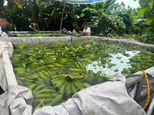 Plátanos Cavendish de Vietnam Sabor dulce Piel verde Embalado Estándar de calidad de exportación fresca - Product Image 4