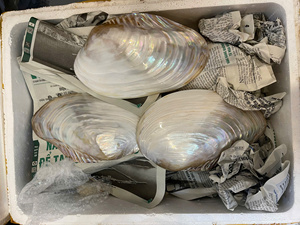 Raw Eco-Friendly Polished <b>Abalone</b> <b>Shell</b> Slice Natural Shape Mother of Pearl Home Decoration Craft Material 112mm - Product Image 4