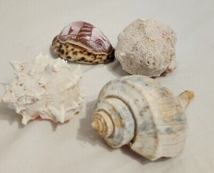 เปลือกหอยทะเลหลากหลายชนิดสำหรับงานฝีมือและการตกแต่ง - Product Image 2