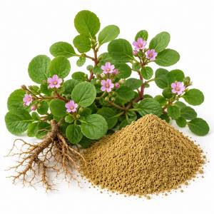 Fournisseur mondial d'extraits botaniques, poudre d'extrait de Boerhaavia Diffusa, ingrédient à base de plantes de qualité supérieure pour les produits de bien-être, OEM - Product Image 5