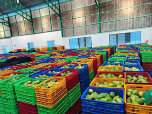 มะม่วงอบแห้ง มะม่วงธรรมชาติ ผลไม้อบแห้ง วัตถุดิบสำหรับสมูทตี้ โยเกิร์ต และเบเกอรี่ รสหวาน เคี้ยวหนึบ ผลิตจากเวียดนาม - Product Image 4