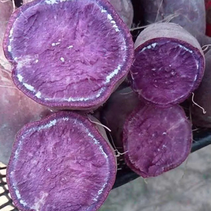 Batata Morada Congelada de Vietnam, Camote, Boniato, Camote Morado, IQF, BQF, Fabricante, Exportador, Proveedor al por Mayor - Product Image 1