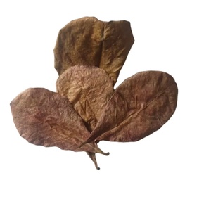 Amande indienne Feuilles Séchées En Vrac En Gros pour Betta Poisson Crevettes Terminalia Catappa Clair Pureté Betta Fish tank Eau Aquarium - Product Image 1