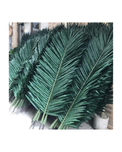 OFERTA ESPECIAL: Hojas de Coco Frescas de Alta Calidad de Vietnam - Product Image 5