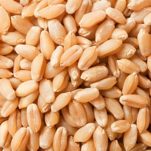 Grano de trigo blando profesional para la producción de galletas, confitería y harina para pasteles - Product Image 4