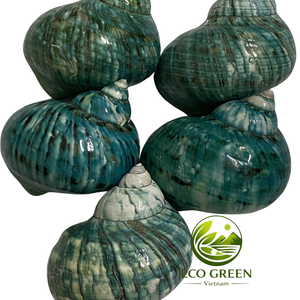 Wholesale Polished Natural Turbo Seashells for Aquarium Decor <b>Hermit</b> <b>Crab</b> Habitat <b>Shell</b> Replacement Beach Theme Crafts Supply - Product Image 2