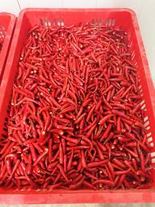 Premium IQF Frozen <b>Red</b> <b>Hot</b> Chili Pepper Whole Stemless Food Grade Vietnam Origin Bulk Supply - Product Image 1