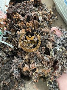 Fabricant au Vietnam Mousse de Mer Séchée 100% Naturel Seamoss sargasses algues sargassaceae brun pour Engrais d'Alimentation Animale - Product Image 4