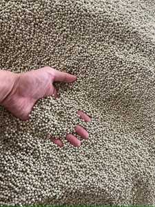 Poudre de poivre noir/blanc épicé chaud du Vietnam/qualité supérieure de baie légère de tête d'épingle de l'usine du Vietnam supérieure - Product Image 2