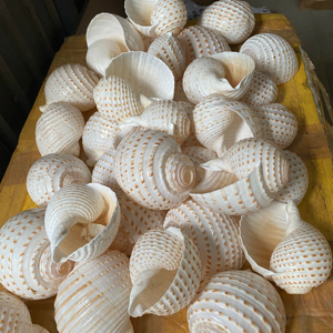 Coquille de tonneau tachetée style musée du Vietnam, 10-13 cm, coquille naturelle pour collectionneur, décoration, aquarium, fournitures artistiques - Product Image 1