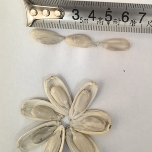 Graines de <span class=keywords><strong>tournesol</strong></span> à taux de germination élevé pour la plantation, graines de <span class=keywords><strong>tournesol</strong></span> géantes brutes en vrac, culture agricole, non-OGM - Product Image 6