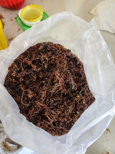 สาหร่ายคอตตอนนีแห้งเกรดส่งออก วัตถุดิบจากธรรมชาติทางทะเล สำหรับอุตสาหกรรมคาร์ราจีแนน จำหน่ายจำนวนมาก - Product Image 2