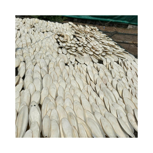 Os de Seiche Naturels Séchés en Gros pour les Acheteurs Internationaux de Produits pour Animaux de Compagnie - Product Image 5